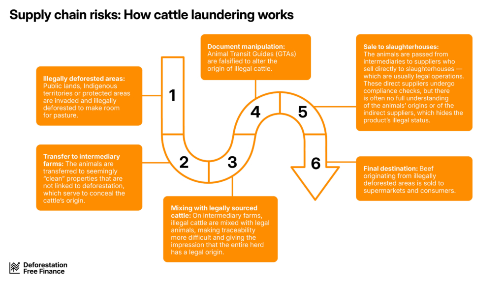 Cattle laundering takes place over six steps: illegally deforestated areas for pasture; transfer of cattle to intermediary and legal farms; illegal cattle are mixed with legal ones; animal transit guides are falsified; all cattle are sold to slaughterhouses; beef ends up in its final destination.