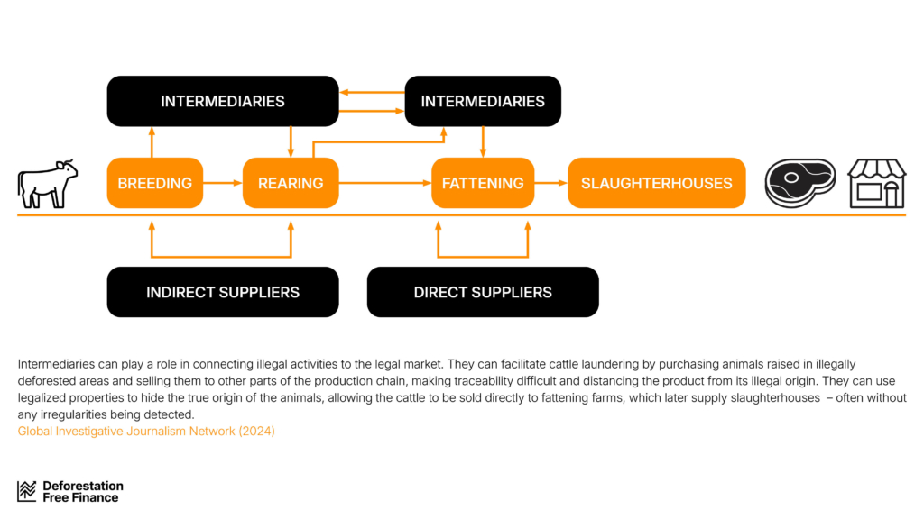 Intermediaries can play a role in connecting illegal activities to the legal market. They can facilitate cattle laundering by purchasing animals raised in illegally deforested areas and selling them to other parts of the production chain, making traceability difficult and distancing the product from its illegal origin. They can use legalised properties to hide the true origin of the animals, allowing the cattle to be sold directing to fattening farms, which later supply slaughterhouses - often without any irregularities being detected.
